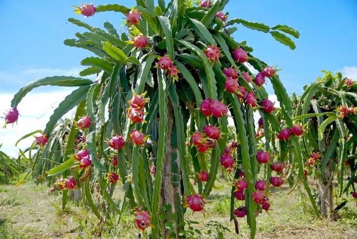 Có thể ra trái quanh năm. Nhờ kỹ thuật chiếu sáng và chăm sóc, cây thanh long có thể ra hoa kết quả nhiều vụ trong năm. Ảnh: Pinterest.