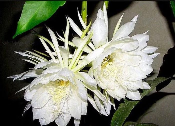 Thường cần thụ phấn nhân tạo. Trong sản xuất nông nghiệp, con người thường hỗ trợ thụ phấn để tăng năng suất do thiếu tác nhân tự nhiên. Ảnh: Pinterest.