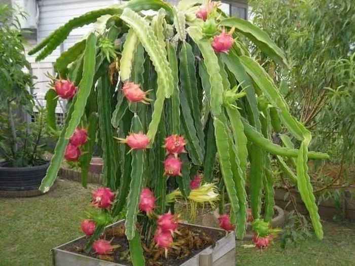 Thuộc họ xương rồng. Thanh long thuộc một chi xương rồng leo (Hylocereus) có nguồn gốc từ châu Mỹ, khác biệt với hình dung quen thuộc về các loài xương rồng sa mạc. Ảnh: Pinterest.