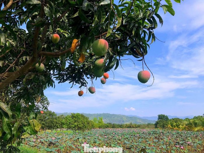 Dưới cái nắng đặc trưng của miền Trung, từng chùm xoài chín vàng, căng mọng đung đưa trên cành, tạo nên một bức tranh nông nghiệp vừa bình dị, vừa tràn đầy sức sống.