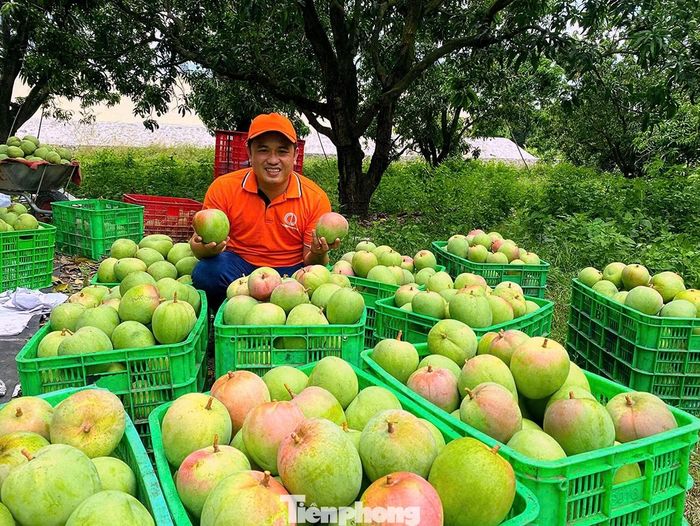 Anh Đặng Thế Truyền (chủ vườn xoài ở xã Cam Lâm) chia sẻ: Về với xứ xoài Cam Lâm, du khách sẽ được chiêm ngưỡng những vườn xoài Úc rộng lớn và sai trĩu quả. Từng hàng xoài thẳng tắp, tán lá xanh mướt xen lẫn những chùm quả chín mọng, nhìn rất đã mắt.