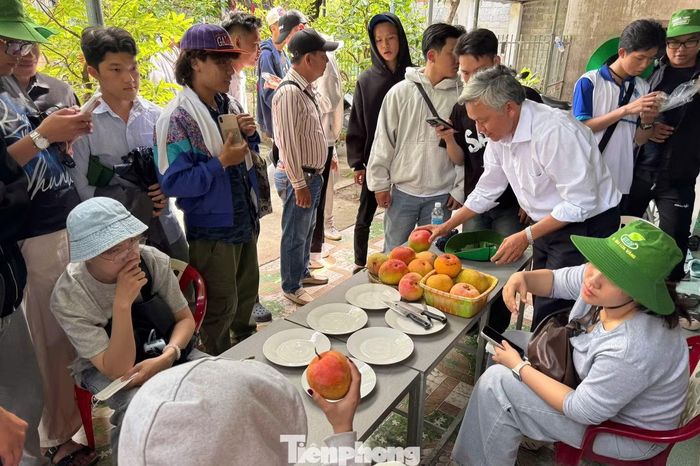 Điểm nhấn là du khách có thể tự tay chọn những trái xoài chín vàng, thưởng thức ngay tại chỗ với vị ngọt thanh và thơm dịu đặc trưng.