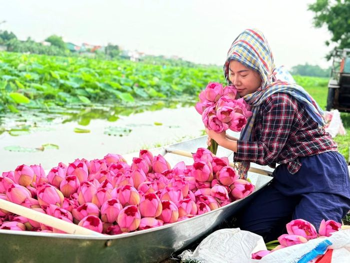 Với gia đình chị Xuân, sen không đơn thuần là sinh kế mà là báu vật tinh thần, là nhịp sống được chắt chiu qua đôi bàn tay tỉ mẩn của nhiều thế hệ Quảng An suốt bao mùa nắng mưa.