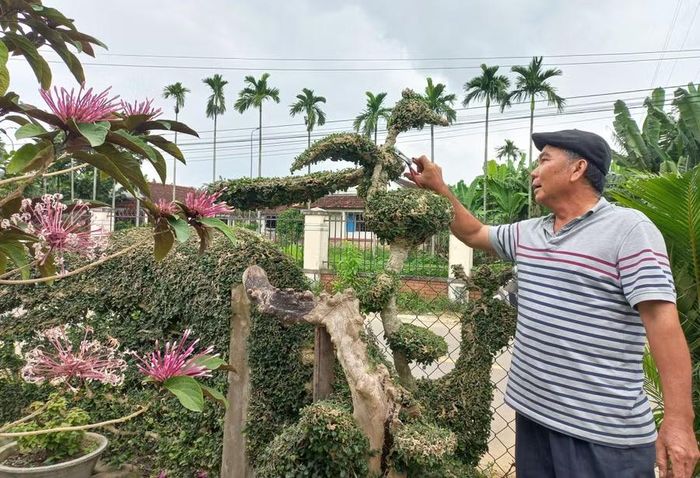 Ông Nguyễn Văn Nhàn cùng người dân khối Thuận Nghĩa tích cực chỉnh trang hàng rào cây xanh, giữ gìn vệ sinh môi trường khu dân cư để chào đón du khách. Ảnh: Đ.N