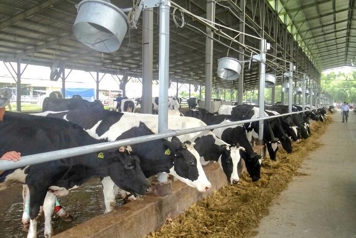 Nuôi bò sữa tại Trại trình diễn và Thực hành chăn nuôi bò sữa công nghệ cao