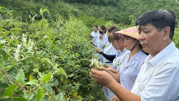 Đánh giá mức độ sinh trưởng của cây Thìa canh tại Công ty TNHH nuôi trồng sản xuất và chế biến dược liệu Đông Bắc (Quảng Ninh).