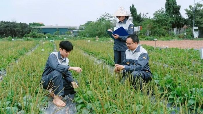  Các nhà khoa học Trung tâm Giống dược liệu quốc gia nghiên cứu về công tác chọn tạo giống dược liệu trên thực địa. 