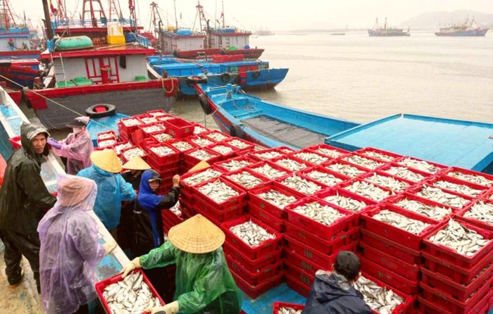 Mẻ cá 15 tấn của tàu cá Nghệ An thu hàng trăm triệu đồng sau một ngày đánh bắt