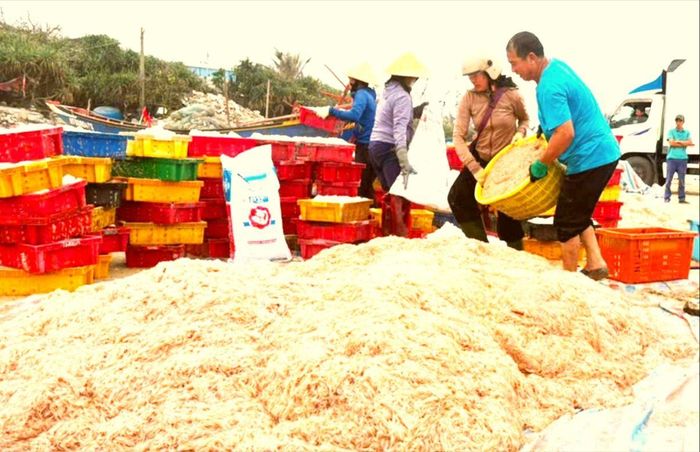 Ngư dân Hà Tĩnh trúng mẻ ruốc biển