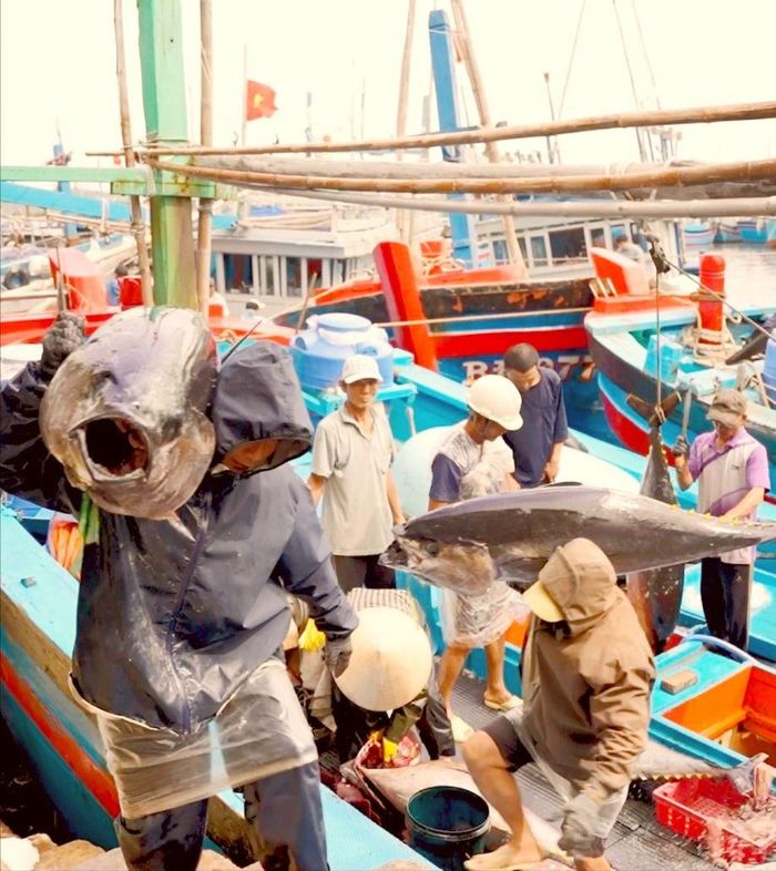 Ngư dân Hoài Nhơn (Gia Lai) đưa cá ngừ đại dương lên bờ, giao cho doanh nghiệp xuất khẩu