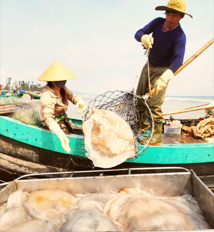 Tàu cá của ngư dân xã Đồng Tiến (tỉnh Hà Tĩnh) trúng đậm sứa biển, thu về tiền triệu
