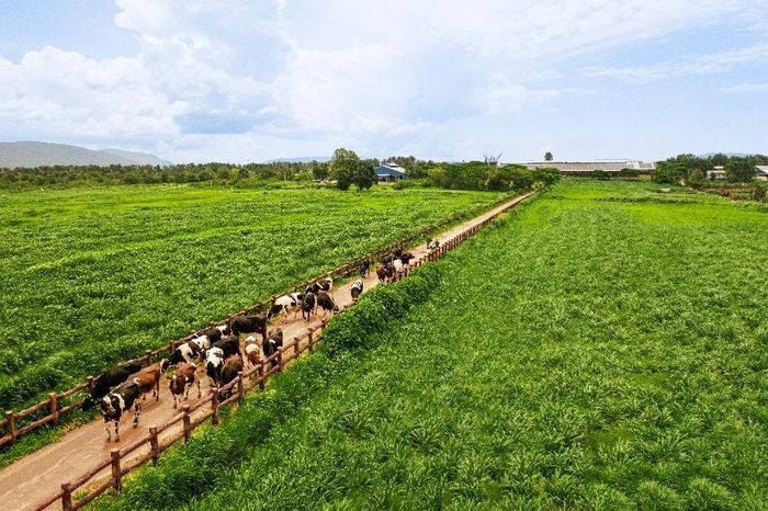 Những cánh đồng nguyên liệu đạt chuẩn hữu cơ châu Âu là thành quả của quá trình biến chất thải thành tài nguyên tại Vinamilk (Ảnh: VM).