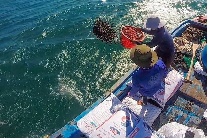 Thả sò lông non tái tạo nguồn lợi thủy sản