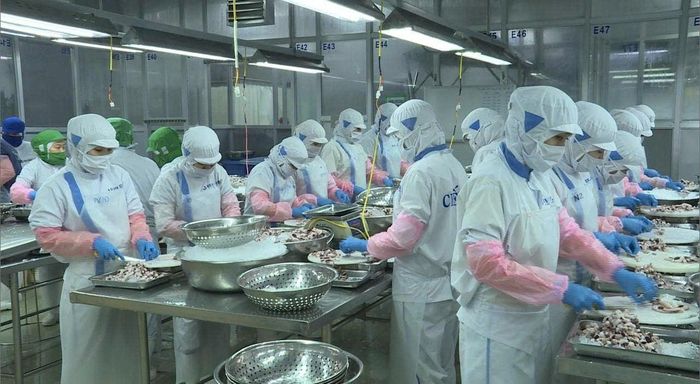 Chế biến thủy sản xuất khẩu. Ảnh tư liệu