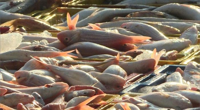 Nguồn lợi hải sản của Lâm Đồng phong phú
