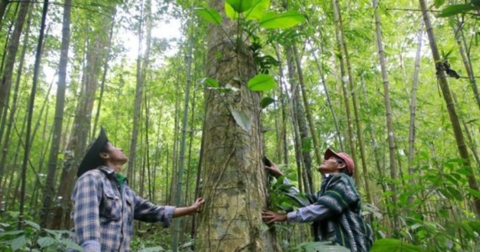 Để đánh thức tiềm năng từ thị trường tín chỉ carbon, cần giải quyết khó khăn về vốn, côngnghệ cho người trồng rừng.