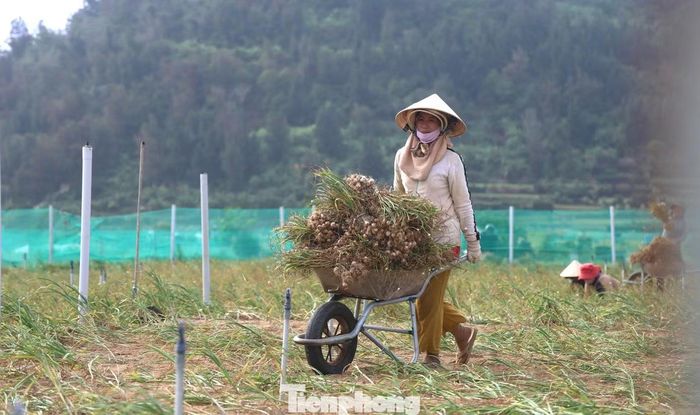 Tỏi được vận chuyển tập kết bên bờ ruộng.