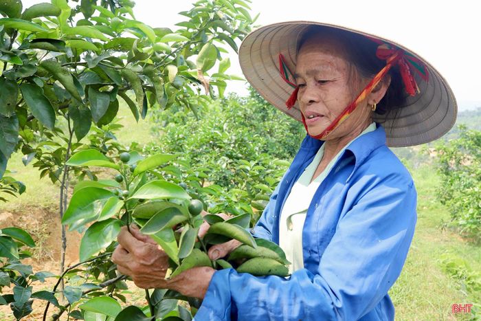 Theo bà Nguyệt, việc hiểu được "sức khỏe" của cây lúc này là chìa khóa để duy trì sự bền bỉ cho vườn cam qua nhiều năm. Vụ cam năm ngoái, nhờ chăm sóc tốt nên vườn cam của gia đình bà cho thu hoạch hơn 10 tấn quả, mang về nguồn thu hơn 300 triệu đồng.