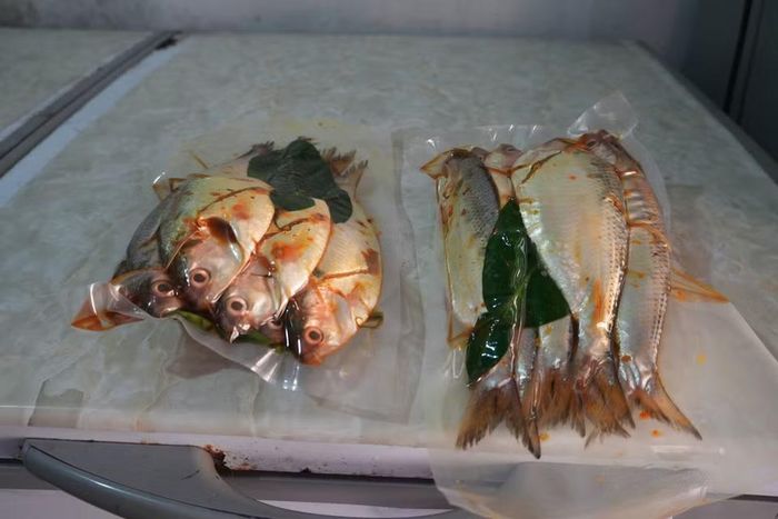 Ngày nay sau khi sơ chế, cá mòi được đóng gói hút chân không để tiện cho việc vận chuyển đi xa và bảo quản. (Ảnh: Mạnh Khánh/TTXVN)