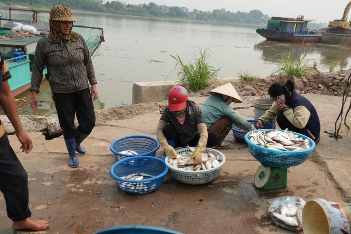 Sau khi đánh bắt, cá mòi được các tiểu thương thu mua ngay tại bến phà Vũ Điện, thuộc phường Phố Hiến (Hưng Yên). (Ảnh: Mạnh Khánh/TTXVN)