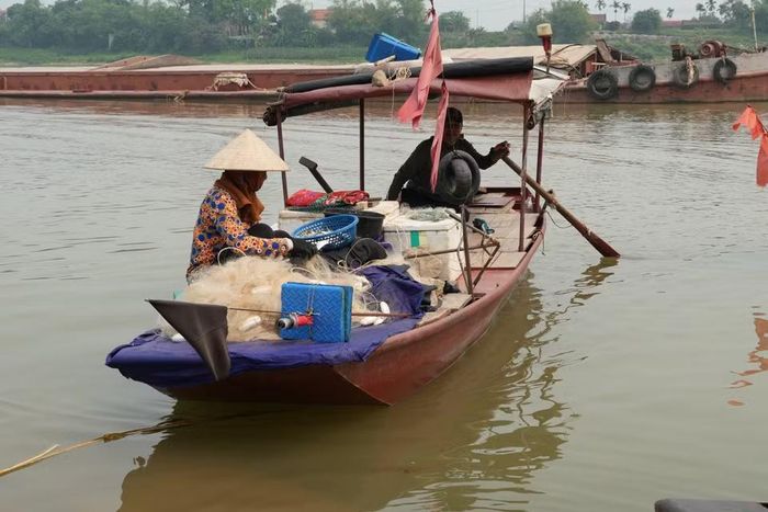 Cá mòi được đánh bắt bằng lưới truyền thống tại khúc sông Hồng chạy qua phường Phố Hiến (Hưng Yên). (Ảnh: Mạnh Khánh/TTXVN)