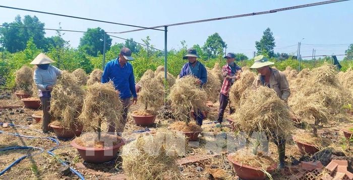 Người dân làng mai Bình Lợi, TP. Hồ Chí Minh tích cực chăm sóc vườn mai sau Tết. Ảnh: Hương Giang – TTXVN 