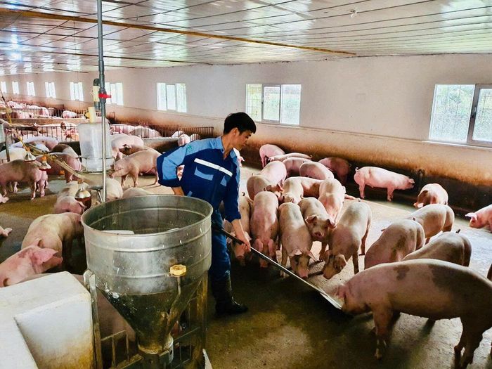Nông dân phường Tân Phong tái đàn lợn thịt quy mô lớn.
