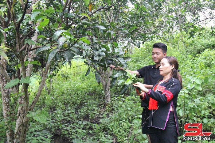 Mô hình trồng xoài Đài Loan của nhân dân bản En, xã Chiềng Sại.Ảnh: PV