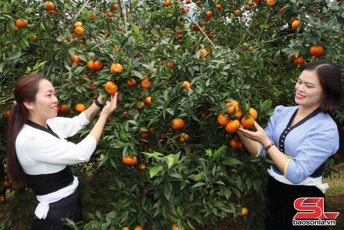 Nhân dân xã Mường Cơi phát triển cây ăn quả có múi.