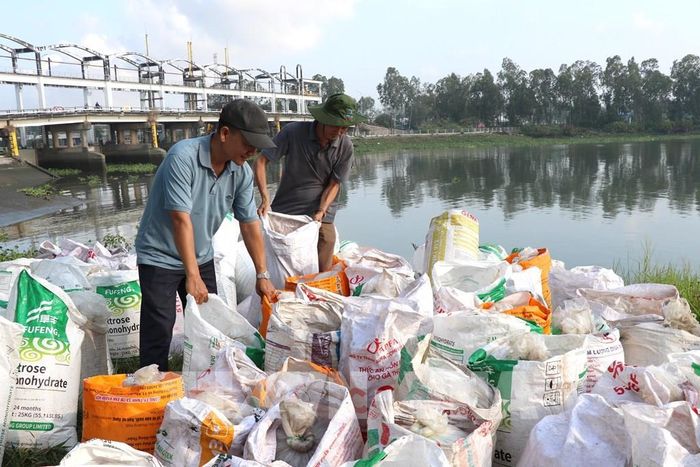 Các loại giống thủy sản được tập kết, sẵn sàng thả xuống sông Cổ Chiên trong hoạt động tái tạo nguồn lợi. Ảnh: Thanh Hòa – TTXVN