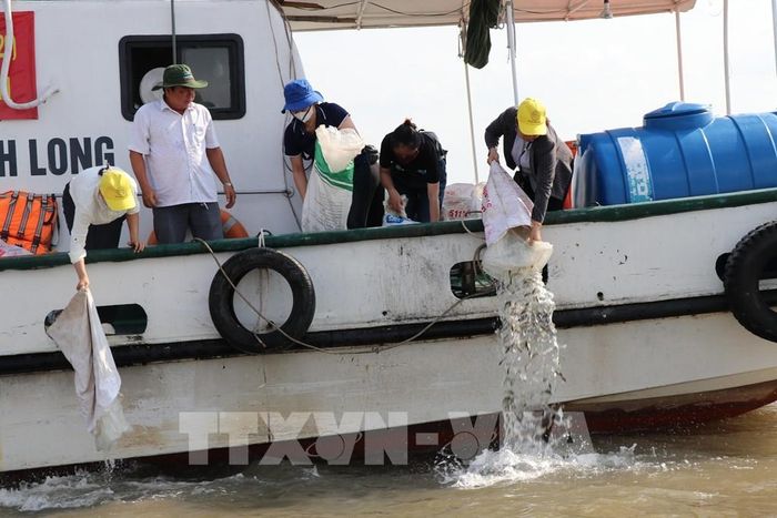 Thả gần 300.000 con giống thủy sản các loại ra sông Cổ Chiên để tái tạo nguồn lợi thủy sản. Ảnh: Thanh Hòa- TTXVN