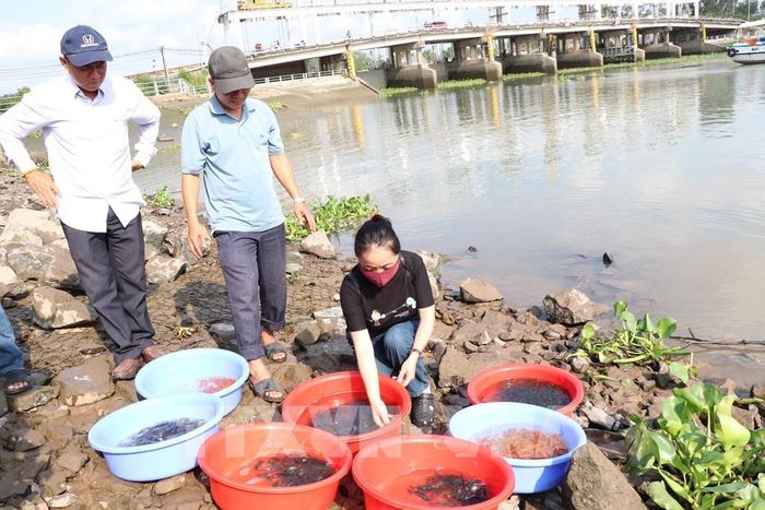 Số giống thủy sản chuẩn bị thả xuống sông Cổ Chiên. Ảnh: Thanh Hòa – TTXVN