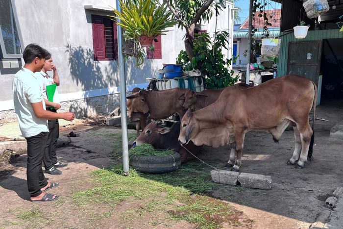 Anh Đặng Xuân Tình tích cực chăm sóc vỗ béo đàn bò