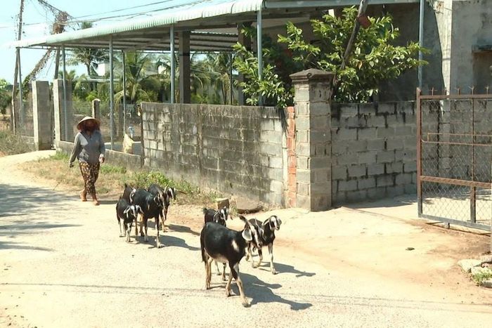 Chọn con nuôi phù hợp đã giúp nâng cao thu nhập cho đồng bào Chăm ở thôn Lâm Giang, xã Hàm Thuận Bắc