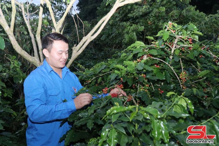 Mô hình trồng cây cà phê xen cây nhãn của anh Phạm Xuân Huy.