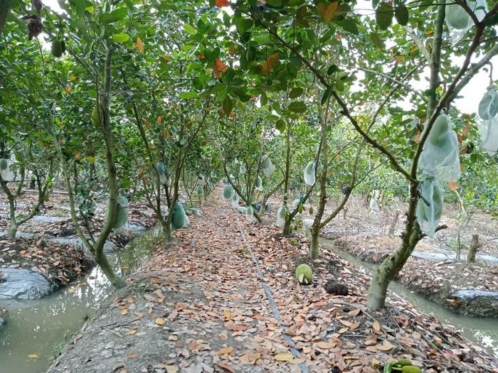 Mít là cây trồng phát triển mạnh về diện tích tại miền Tây nhiều năm gần đây.