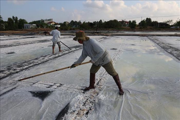 Diêm dân xã Long Điền cào muối trong những ngày nắng, khẩn trương thu hoạch những mẻ muối đầu vụ.