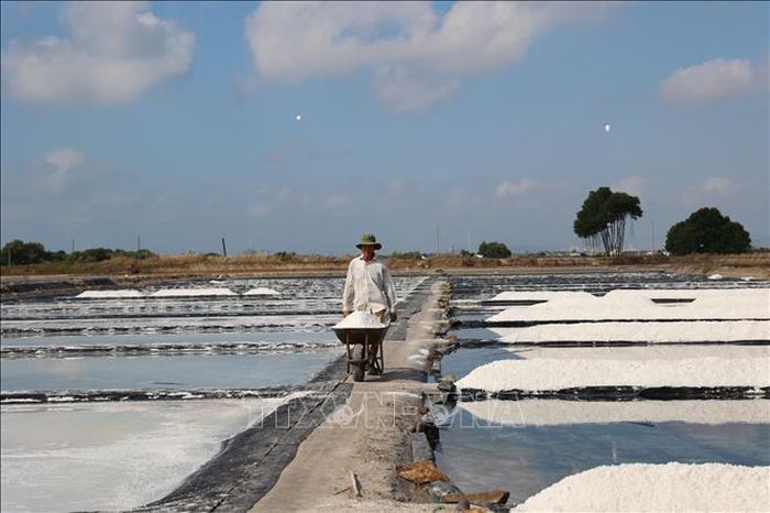 Để tiết kiệm chi phí sản xuất, ông Lương Văn Được, xã Long Điền, tự mình thu hoạch hơn 2 ha muối.