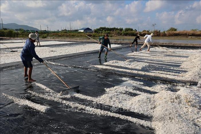 Mưa trái mùa liên tiếp xuất hiện đầu vụ, cộng với giá muối thấp khiến thu nhập của diêm dân sụt giảm.