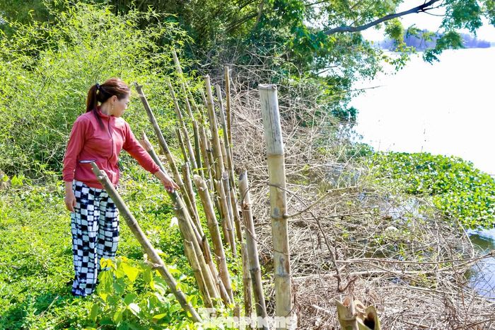 Những hàng cọc tre được người dân đóng tạm để gia cố, giữ đất ven sông.