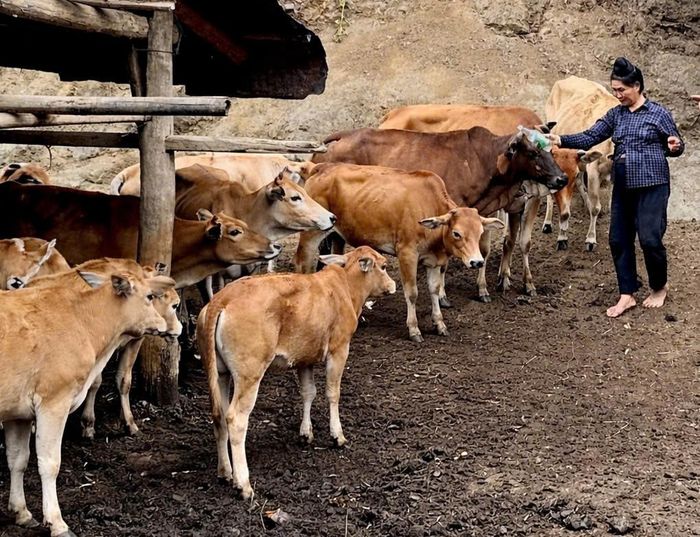 Người dân bản Cuổi Tở 2, xã Nậm Cuổi đầu tư chăn nuôi đại gia súc.