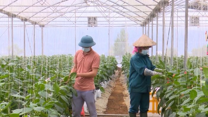 Các mô hình cây trồng mang lại hiệu quả kinh tế cao ở xã Pắc Ta.