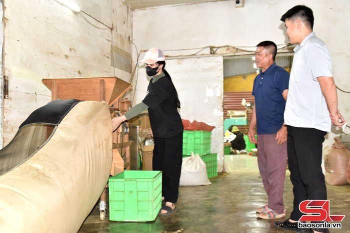 Quy trình sản xuất Trà Ô long tại Công ty TNHH chế biến chè Tân Lập, xã Tân Yên.
