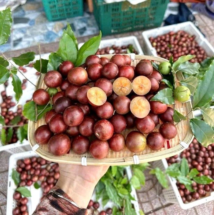 Quả hồng quân được trồng tự nhiên, không tốn công chăm sóc nên khá lành và sạch, khách mua về chỉ cần rửa lại với nước là có thể ăn ngay. Ảnh: Thúy Liễu