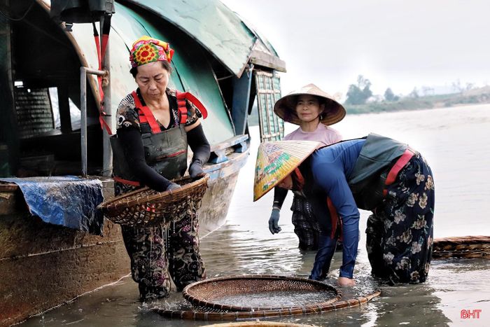 Theo chia sẻ của người dân địa phương, hến và dắt năm nay giảm hơn so với các năm trước, nguyên nhân chủ yếu do nguồn lợi tự nhiên giảm, thời tiết diễn biến thất thường và mực nước sông thay đổi, ảnh hưởng đến quá trình sinh trưởng của loài nhuyễn thể này.