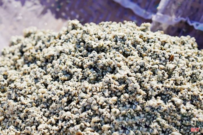 Hiện nay, giá ruột hến được thu mua tại chỗ dao động từ 160.000 – 170.000 đồng/kg, dắt từ 60.000 - 70.000 đồng/kg. Mức giá này cao hơn khoảng 10.000 – 20.000 đồng/kg so với năm ngoái.