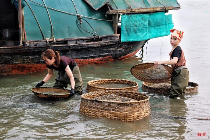 Trước khi bước vào các công đoạn sơ chế, hến và dắt sẽ được người dân đãi qua nước sông nhằm sàng lọc bớt cát, bùn và tạp chất.