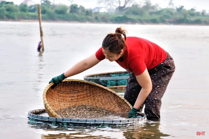  Sau khi luộc, người dân ra dòng sông để đãi tách riêng phần ruột hến. Chị Lê Thị Nguyệt (thôn Bến Hến, xã Đức Minh) chia sẻ: “Trung bình mỗi ngày, tôi chế biến khoảng 60 - 70 kg ruột dắt và hến. Mùa này, giá thu mua tại chỗ cao hơn nên chúng tôi cũng tranh thủ làm. Đây là nghề truyền thống gắn bó từ thời cha ông, mang lại nguồn thu nhập chính cho gia đình tôi". 