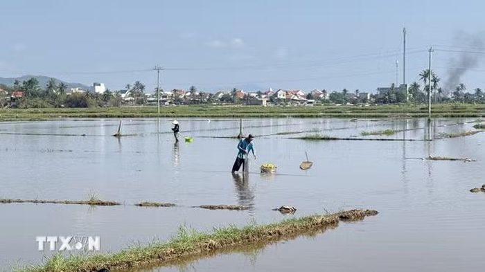 Nông dân xã Tuy An Đông khai thác thủy sản trên ruộng bỏ hoang của mình. (Ảnh: Tường Quân/TTXVN)