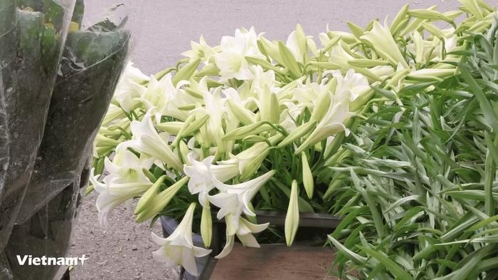 Hoa loa kèn còn được gọi là “Hoa của tháng Tư”. (Ảnh: Minh Phương/Vietnam+)